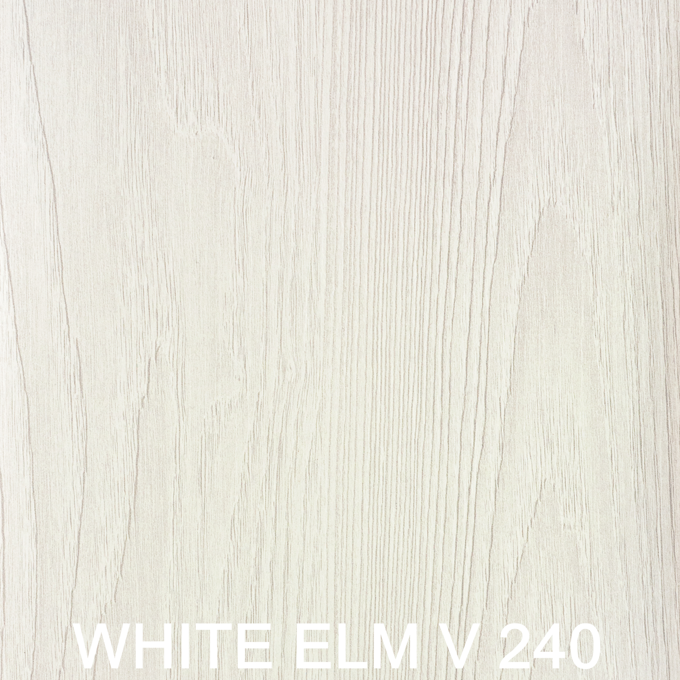 White elm